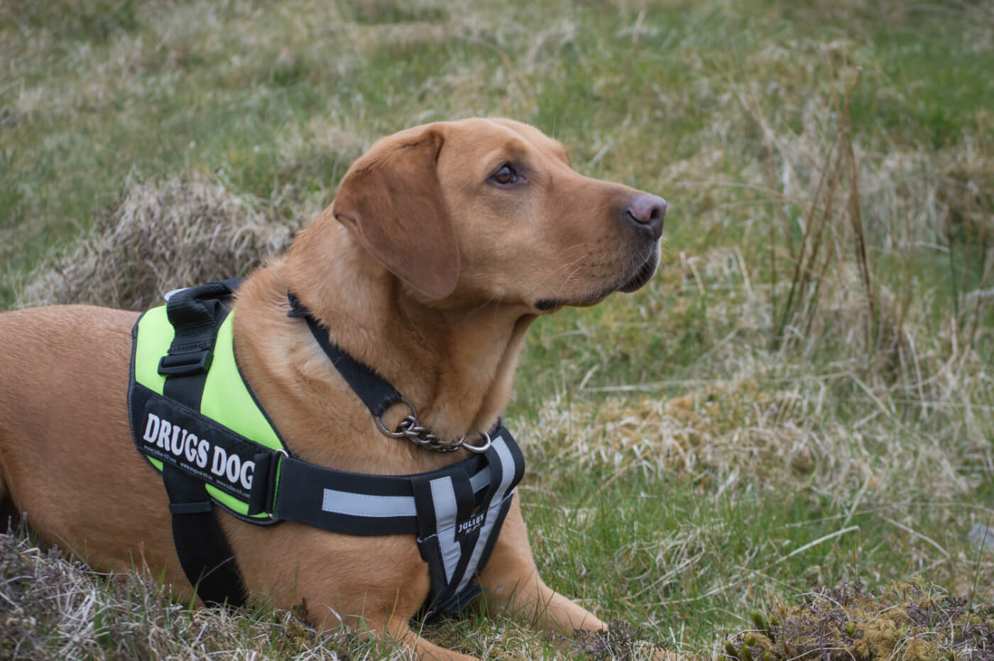 Dogs Against Drugs - Detecting and Deterring Drugs in Shetland