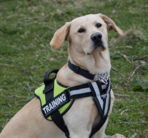 Dogs Against Drugs - Detecting and Deterring Drugs in Shetland